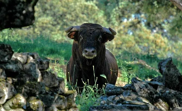 Tu Hogar En Ronda, La Ciudad Sonada דירה רונדה